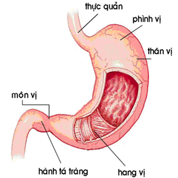 Ðiều hòa co bóp dạ dày - Thuốc gì? 1